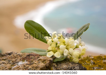 a photo of flower and sea out of focus