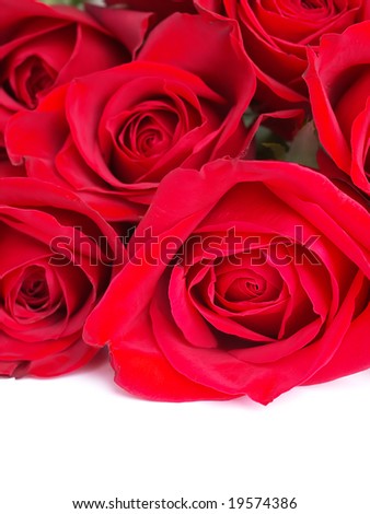 Red roses bunch isolated on white. See more rose images in my portfolio.