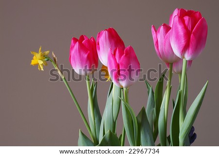 Pink tulips bunch