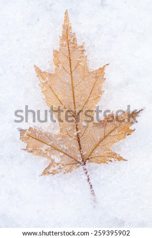 Photo of the maple leaf on snow, closeup
