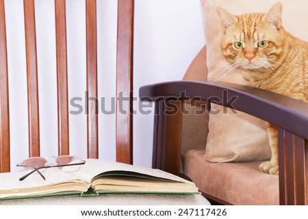 Orange cat with the open book