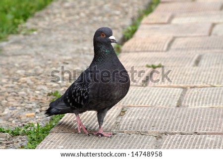 Close-up pigeon on the ground