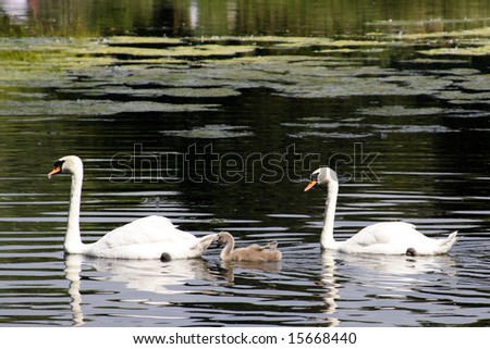 Little swan with parents swimming at the water