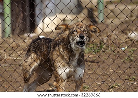 An aggressive dog behind a fence
