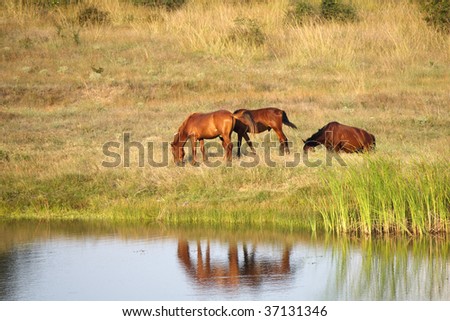 Horses near the river