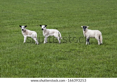 3 Little Lambs