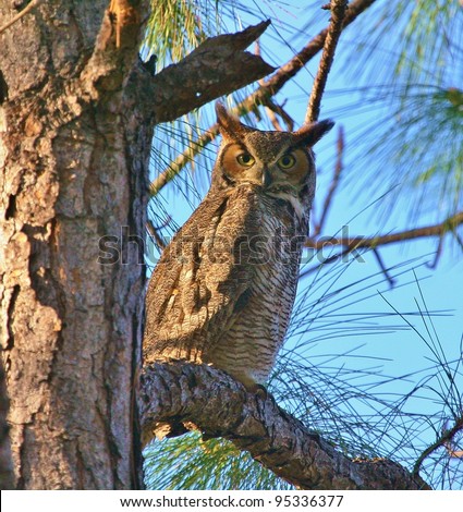 Great Horned Owl stands watch.