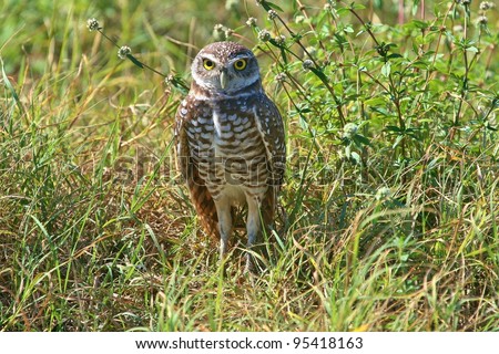 Burrowing Owl stands guard.