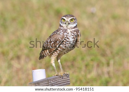 Burrowing Owl stands on his perch.
