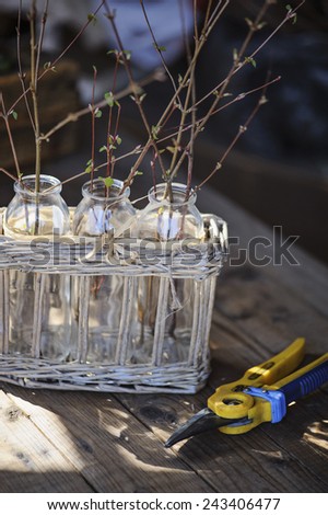 first spring twigs in bottles wrapped in rustic basket and garden pruner in sunny garden on wooden table