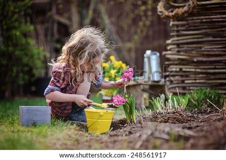 cute child girl in plaid dress plays little gardener and planting hyacinth flowers in spring garden