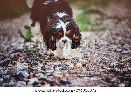 young tricolor cavalier king charles spaniel walking on the road