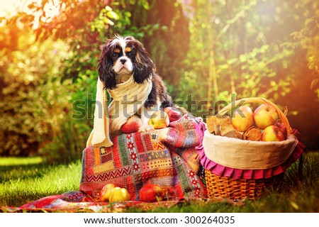 funny cavalier king charles spaniel dog sitting in autumn garden with basket of apples in knitted scarf