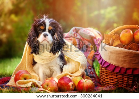 funny cavalier king charles spaniel dog sitting in autumn garden with basket of apples in white knitted scarf