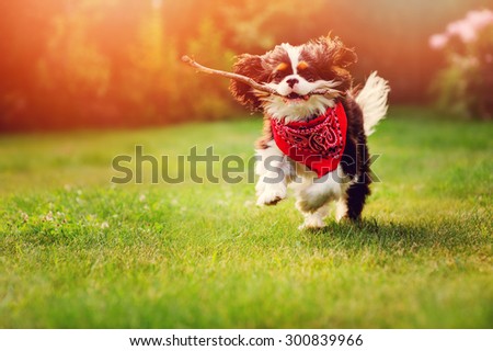 young tricolor cavalier king charles spaniel dog playing and running with stick in summer garden