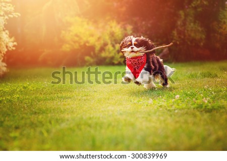 young tricolor cavalier king charles spaniel dog playing and jumping with stick in summer garden