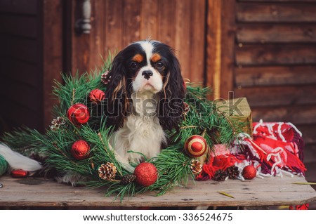 cute funny cavalier king charles spaniel dog celebrating christmas outdoor at cozy wooden country house, sitting with wreath