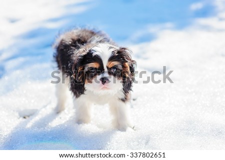cavalier king charles spaniel tricolor funny puppy on first winter walk in snowy day