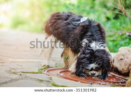 cavalier king charles spaniel dog drinking water from puddle on the walk in summer garden