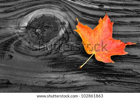 Colorful Maple Leaf on Wet Log with Moss in Fall