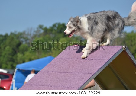 Blue Merle Border Collie Climbing an A-frame at a Dog Agility Trial