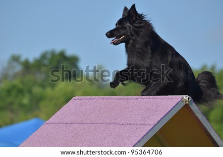 Large Black Dog Climbing an A-frame at a Dog Agility Trial