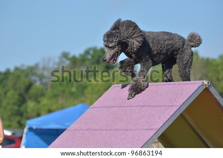 Silver Standard Poodle Climbing an A-frame at a Dog Agility Trial