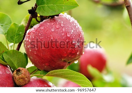  - stock-photo--a-ripe-red-apple-covered-with-raindrops-96957647