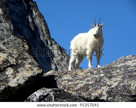 Surveying Mountain Goat