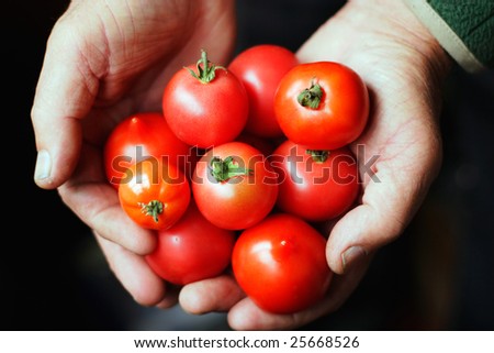 Tomatoes in hands of the old person.The top view.