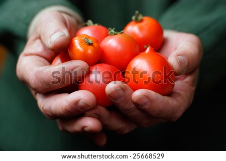 Tomatoes in hands of the old person