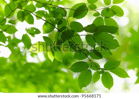 Green branch over abstract background.