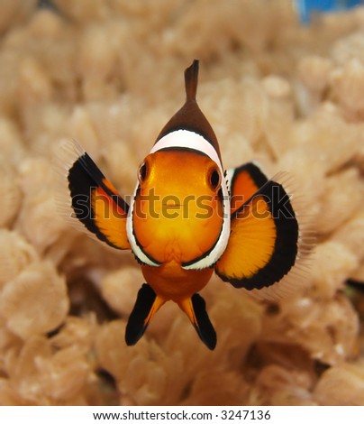 A clownfish (Amphiprion Ocellaris).
