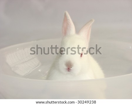 small baby bunny ears, white children nature beautiful beauty animal beauty rabbits receiving birth tenderness fear animals bugs