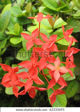happiness sea flowers leave nature christmas plant red green