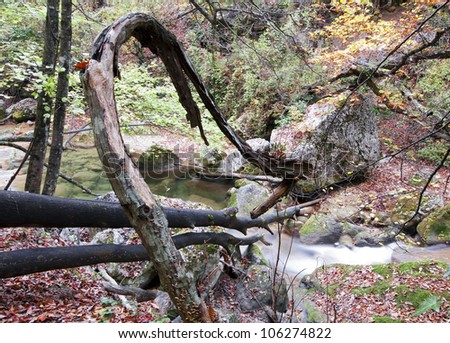 Autumn wood landscape with the broken tree and a stream, on the earth bright red fallen leaves lie