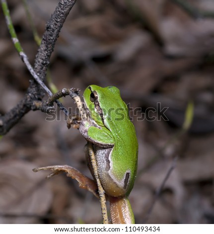 The wood green frog sits on a tree. It is taken a close-up