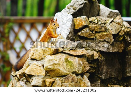 Curious red squirrel with big furry tail on stones in a park