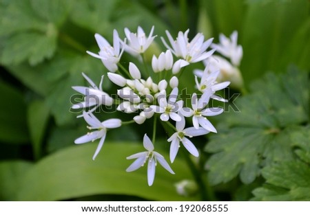 Wild garlic flowers and leaves