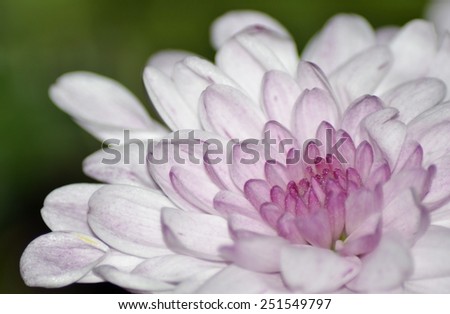 White and purple chrysanthemum flower