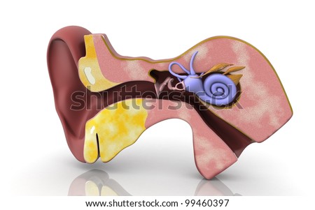 Pic Of Ear