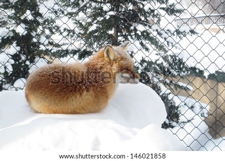 japanese fox in zoo