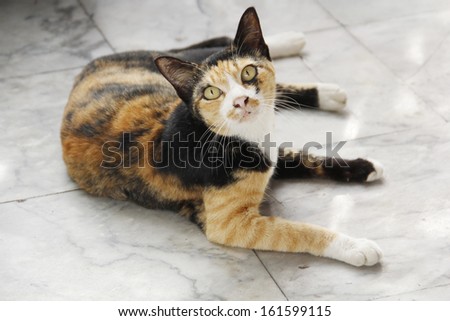 thai homeless cat