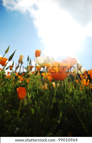 Tulip garden and blue sky background