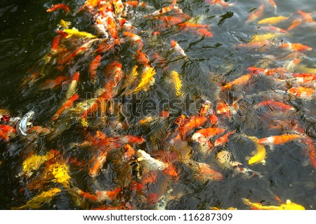 Colorful fish  carp in the garden pond.