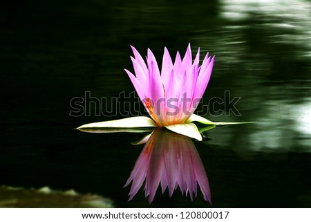 Lotus bloom