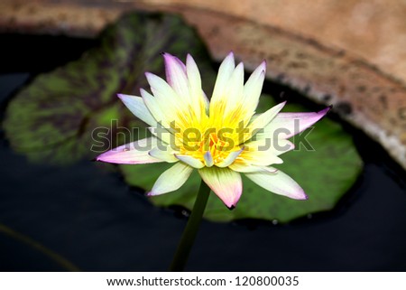 Bloom Lotus Closeup