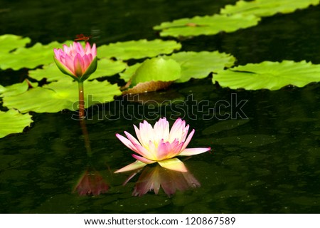 Pink water lily in the pond