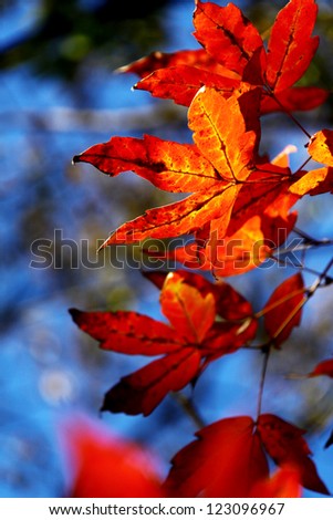 Red maple leafs illuminated by sun natural background in Nami Island, South Korea