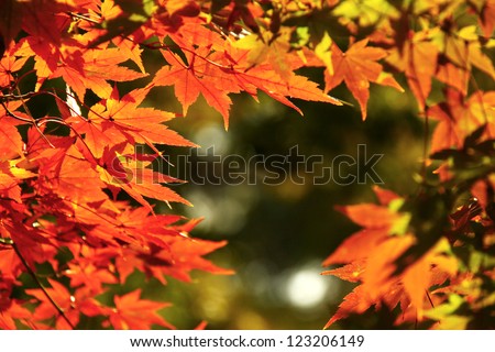 Red yellow fall maple leafs illuminated by sun natural background in Gyeongbok Palace, Seoul, South Korea